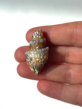 Load image into Gallery viewer, Agatized Seashell Gastropod Fossil