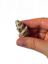 Load image into Gallery viewer, Agatized Seashell Gastropod Fossil
