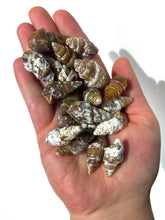 Load image into Gallery viewer, Agatized Seashell Gastropod Fossil