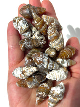 Load image into Gallery viewer, Agatized Seashell Gastropod Fossil