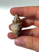 Load image into Gallery viewer, Agatized Seashell Gastropod Fossil