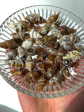 Load image into Gallery viewer, Agatized Seashell Gastropod Fossil