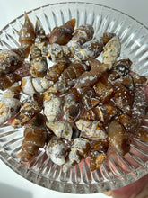 Load image into Gallery viewer, Agatized Seashell Gastropod Fossil