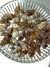 Load image into Gallery viewer, Agatized Seashell Gastropod Fossil