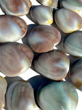Load image into Gallery viewer, Shiva Shell Hearts NEW!
