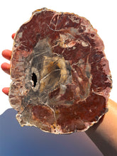 Load image into Gallery viewer, XL Petrified Wood Slab NEW!
