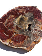 Load image into Gallery viewer, XL Petrified Wood Slab NEW!
