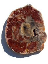 Load image into Gallery viewer, XL Petrified Wood Slab NEW!
