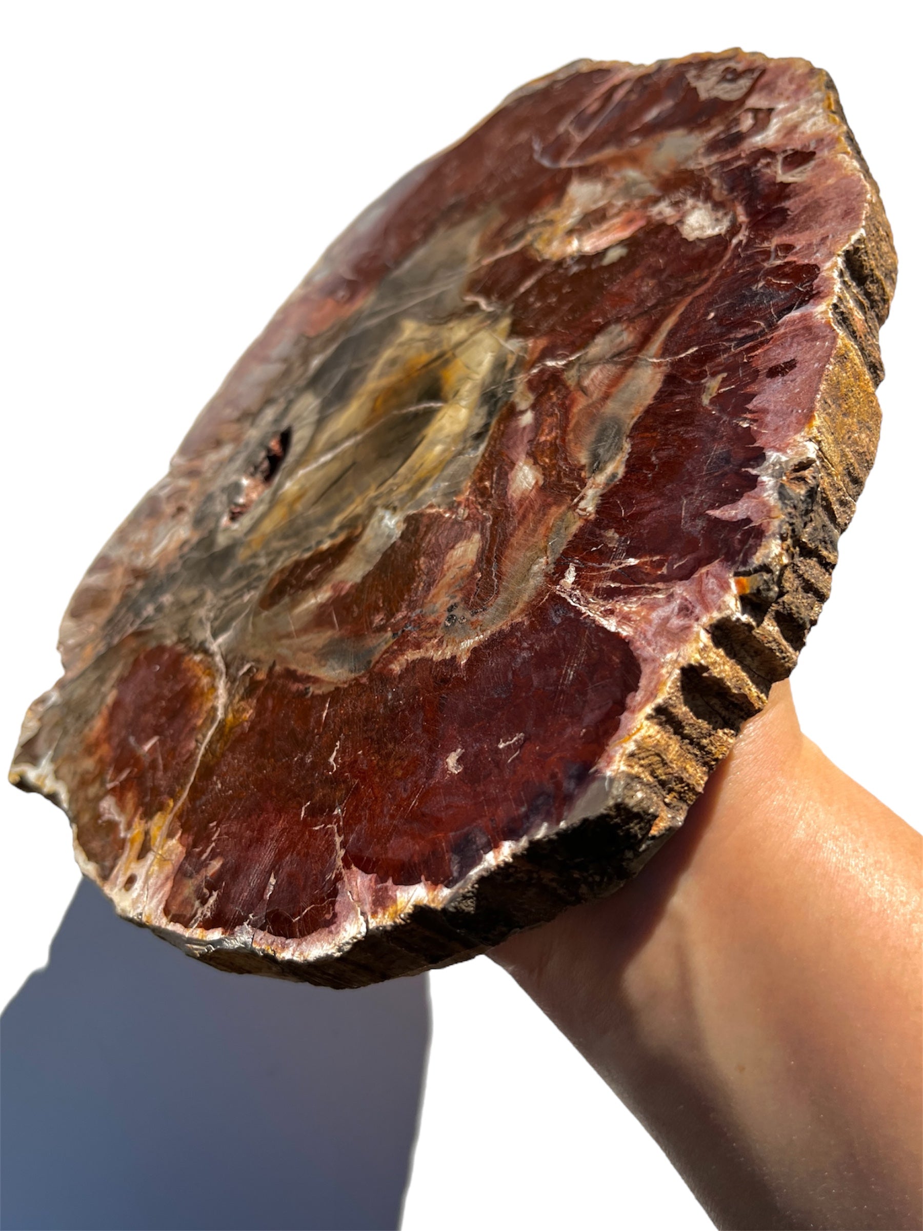 XL Petrified Wood Slab NEW!