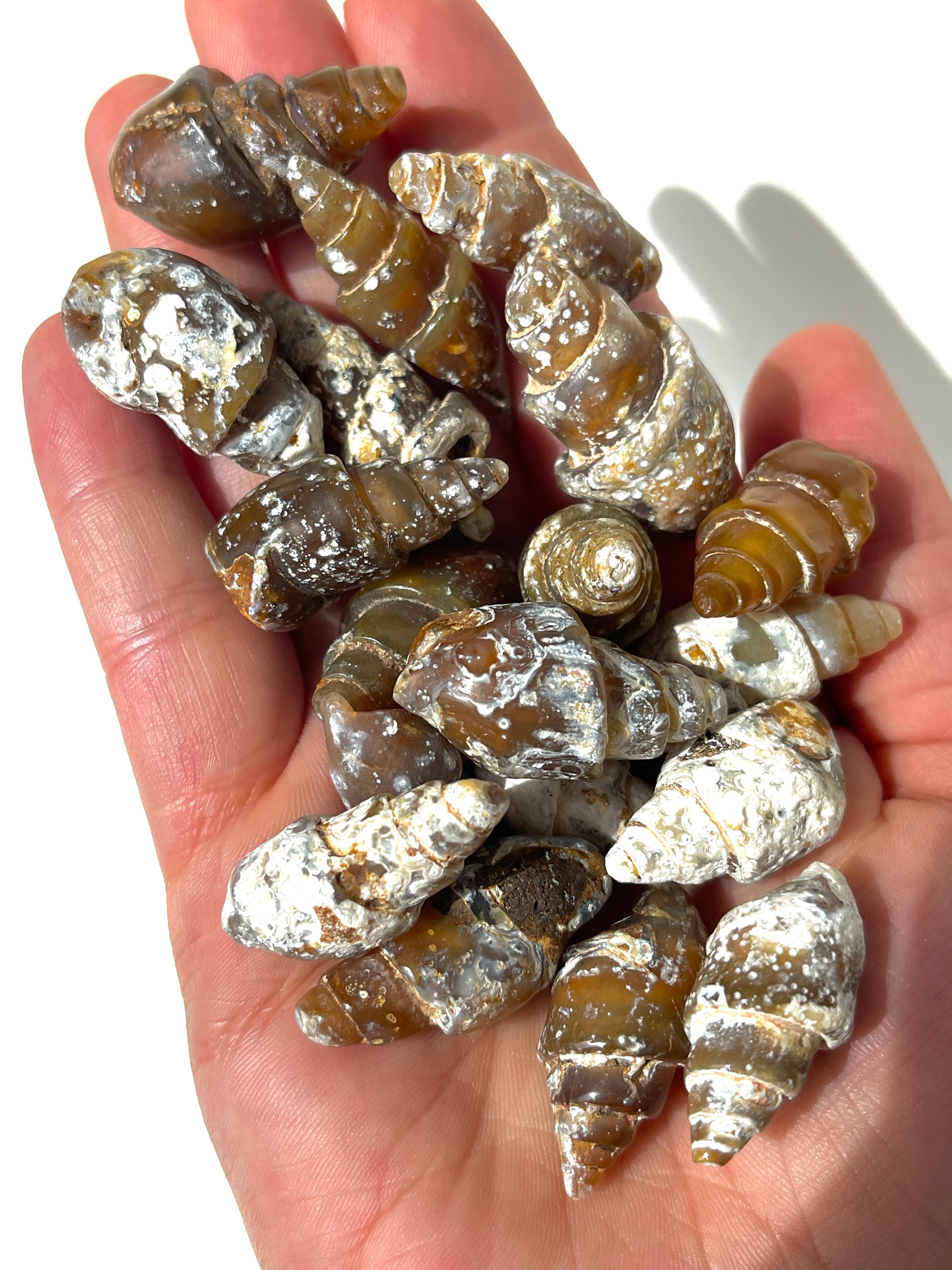 Agatized Seashell Gastropod Fossil